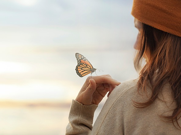 Butterfly nature_crop